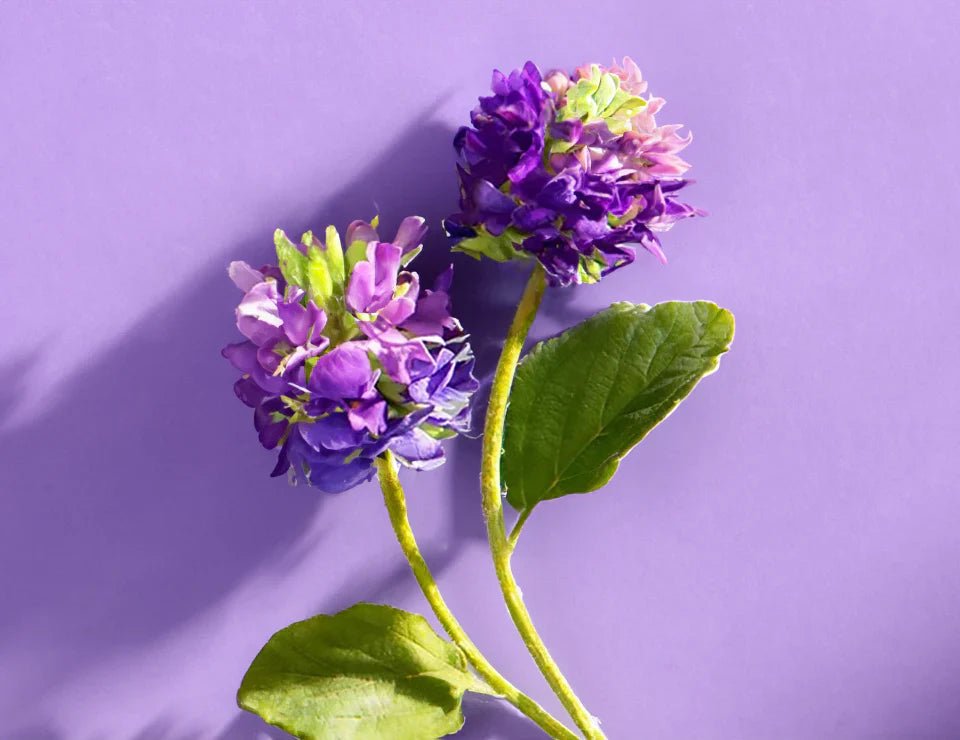 Bakuchiol: The Plant-Based Retinol Alternative That’s Changing Skincare for Women 40+ - Gloavia